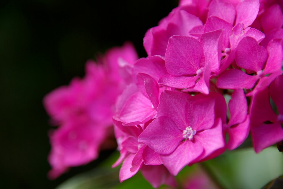 Summer garden flowers