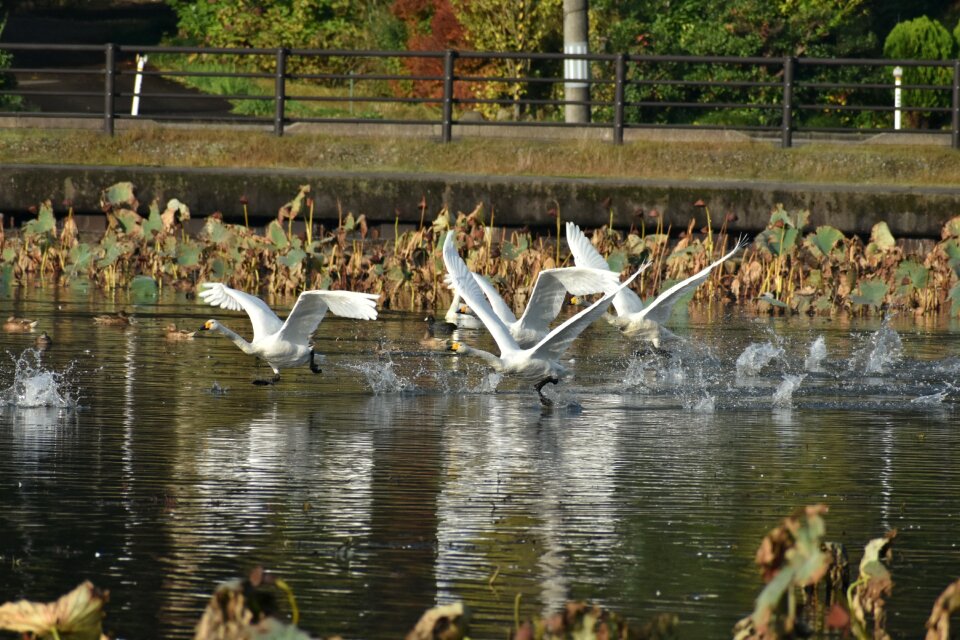 Bird wild birds waterfowl