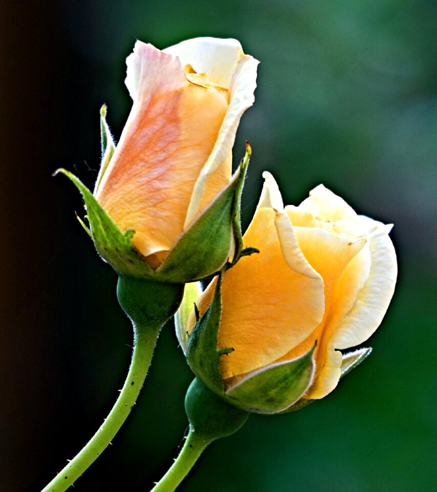 Garden rose blossom bloom