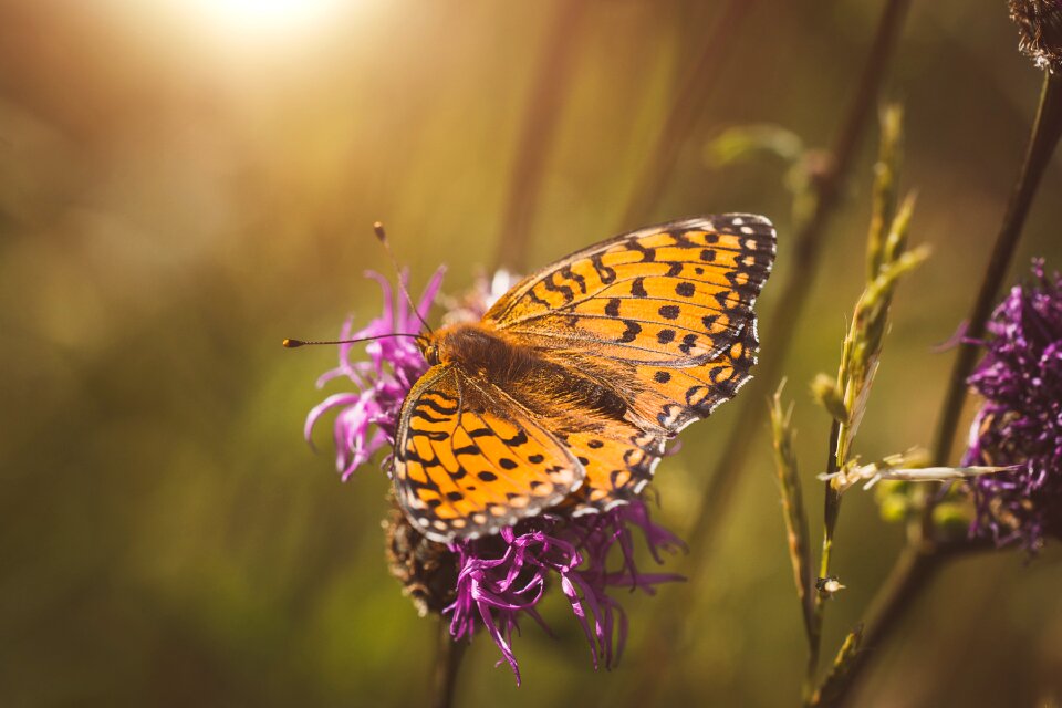 Fritillary edelfalter butterflies