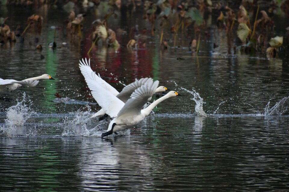 Bird wild birds waterfowl