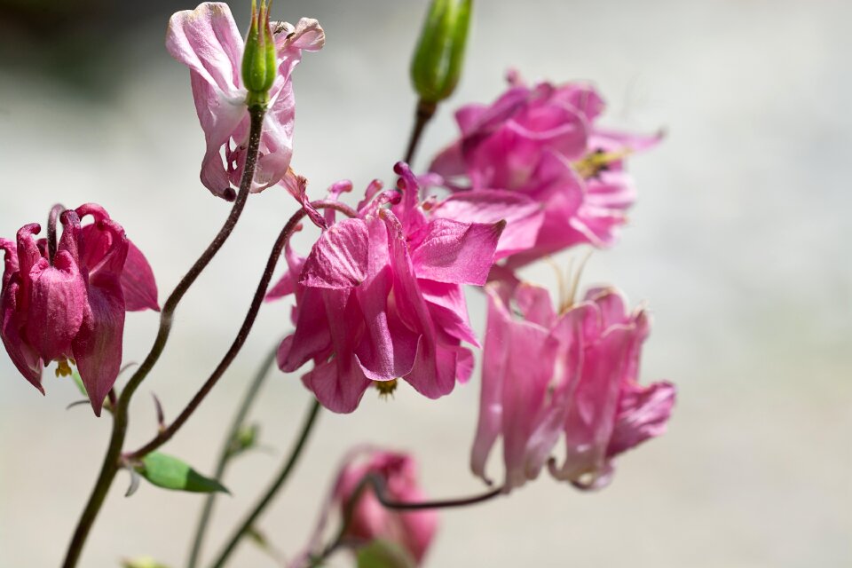Plant flower pink flower