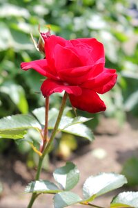 Bloom nature rose bloom