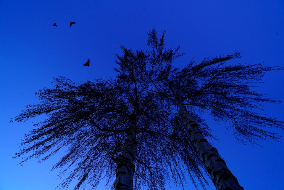 Flying freedom birch