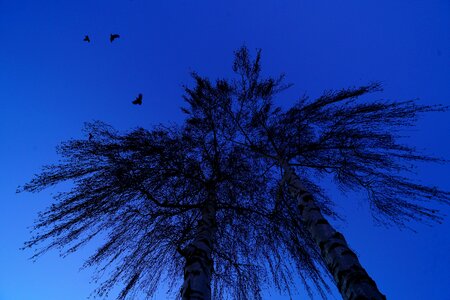 Flying freedom birch