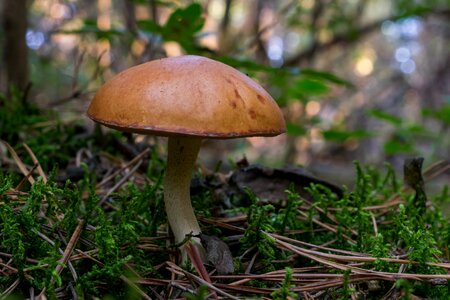 Nature red spotted
