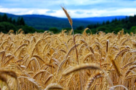 Field summer agriculture