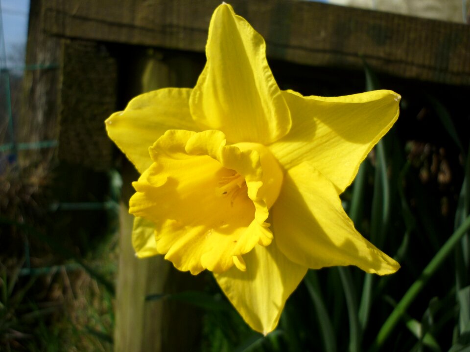Spring daffodils easter