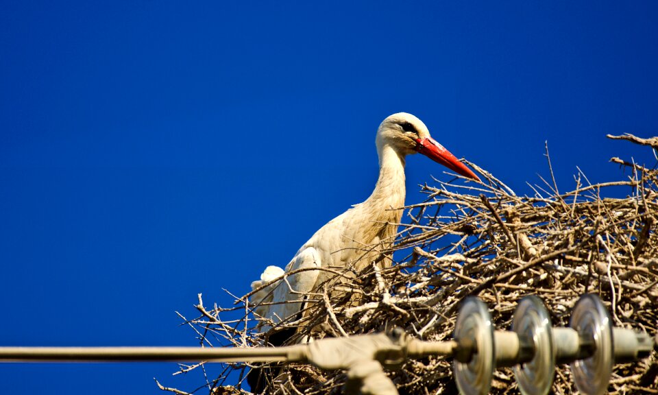 Nature stork Free photos