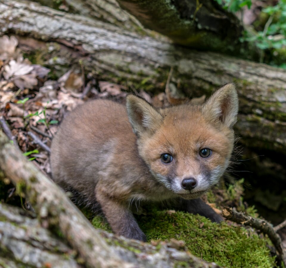 Wild world predator animal