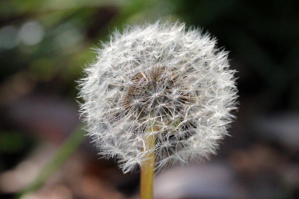 Plant nature flower