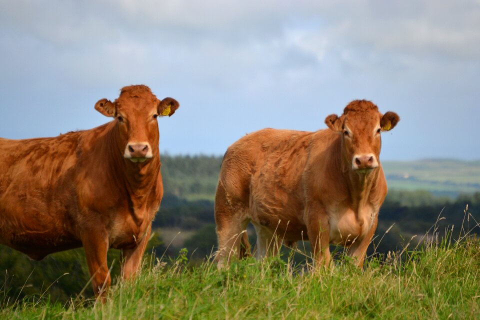 Livestock beef agriculture photo