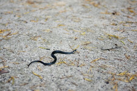 Animal snakes animal world