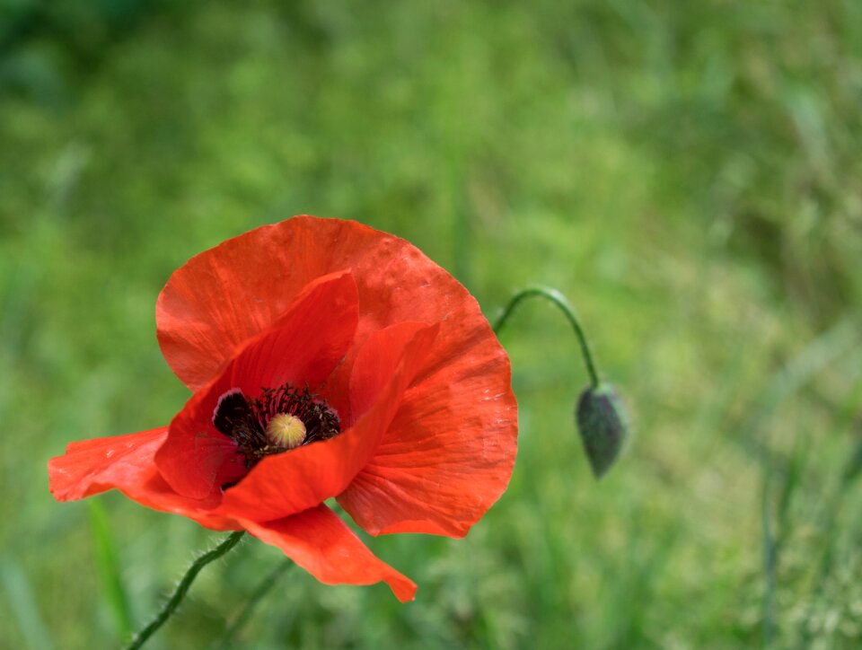 Red flowers blooms at
