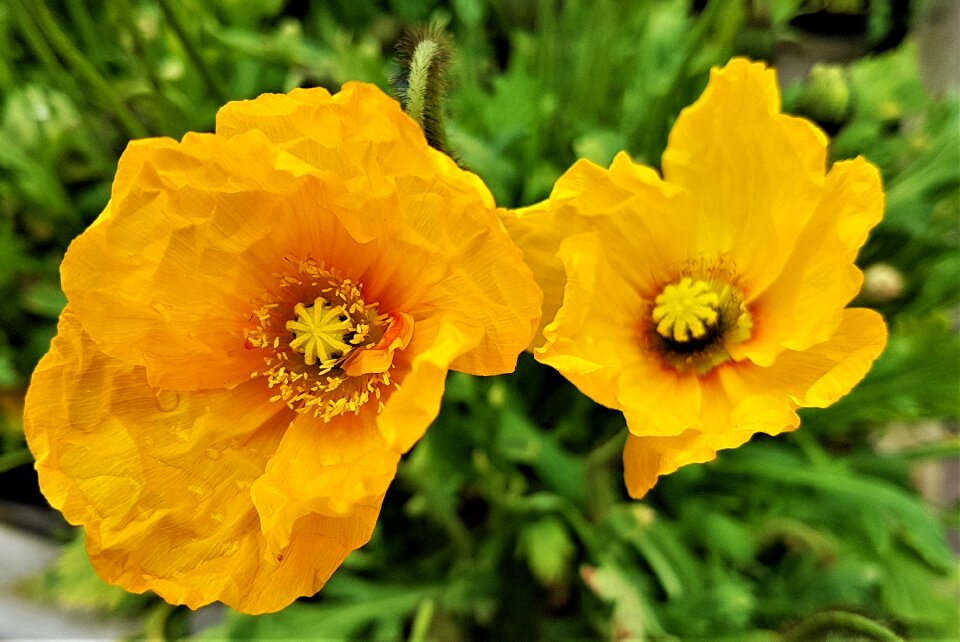 Plant petal poppy