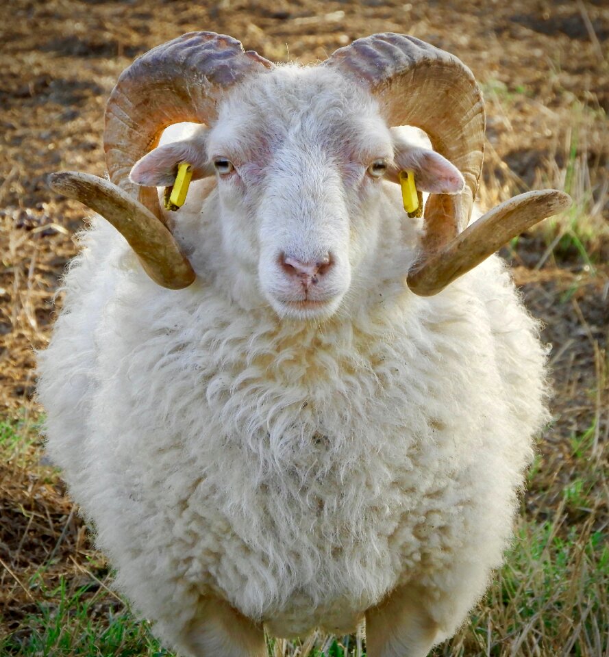 Animal horns ruminant