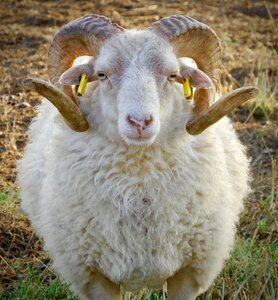 Animal horns ruminant