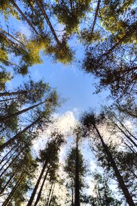 Forest nature landscape