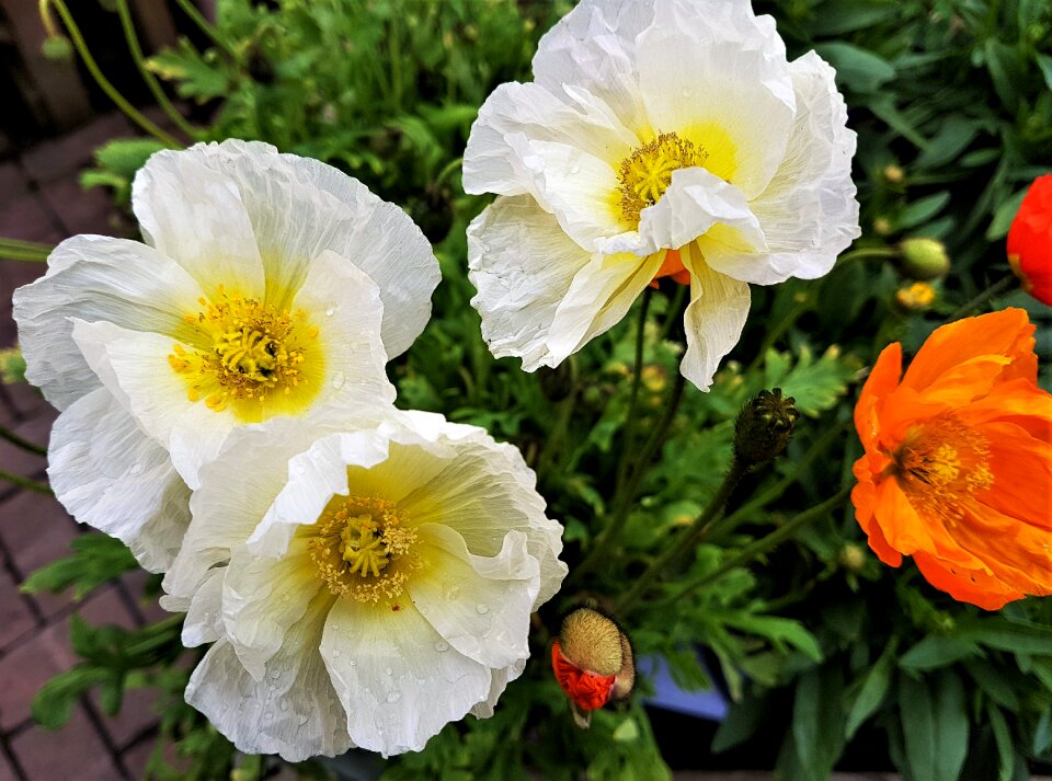 Plant petal poppy
