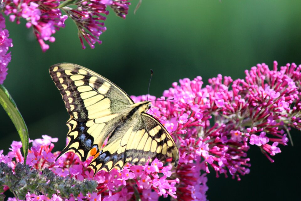 Nature animal world summer