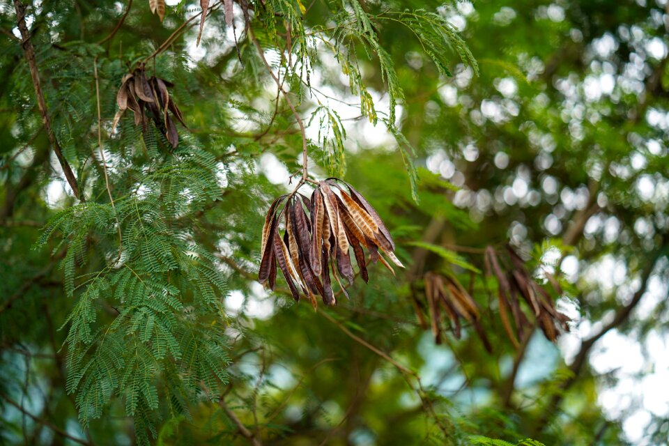 Close-up nature branch - plant part