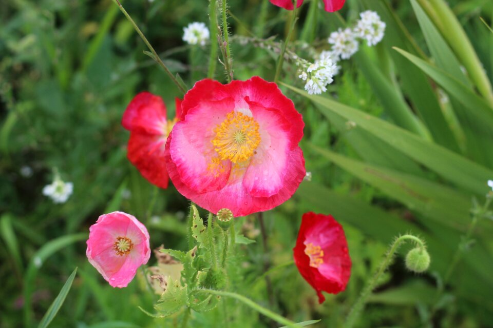 Macro nature garden