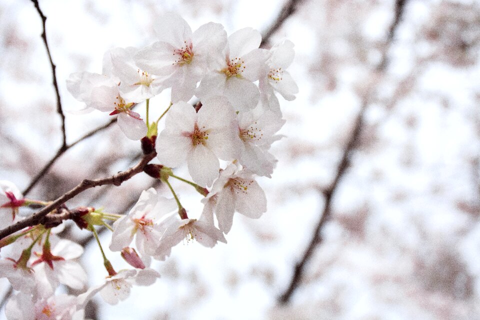 Branch tree season