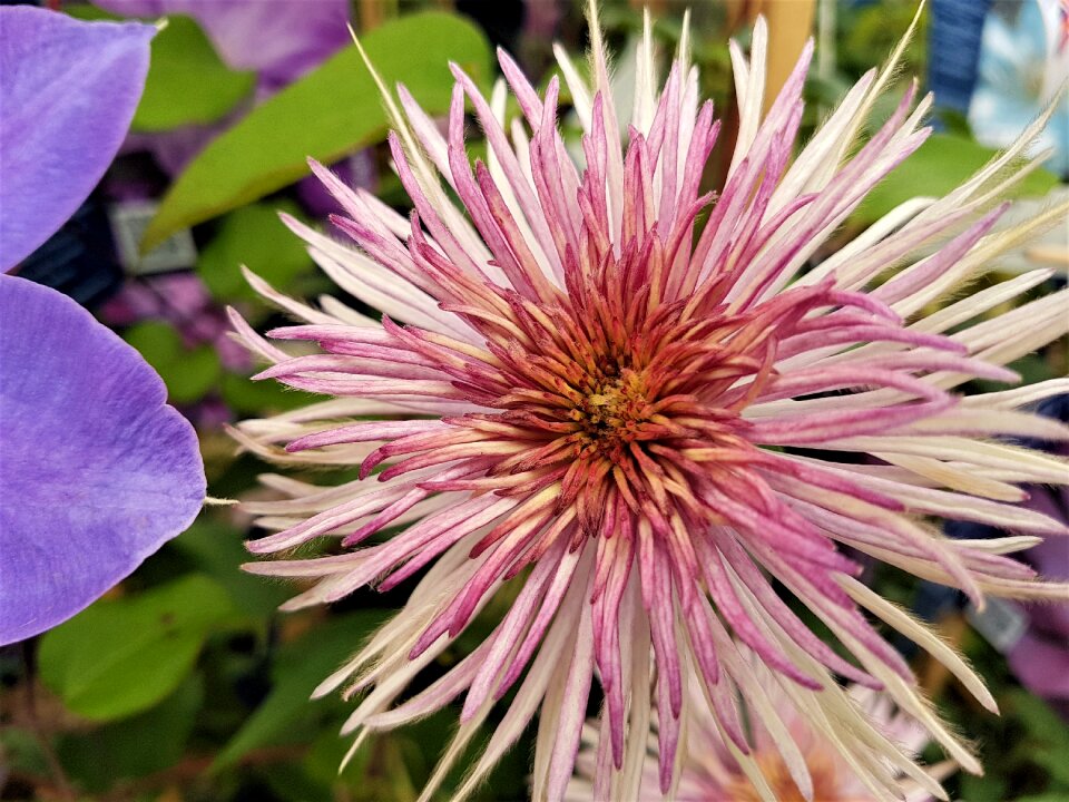 Plant petal clematis