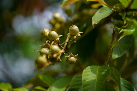 Nature branch - plant part lush foliage