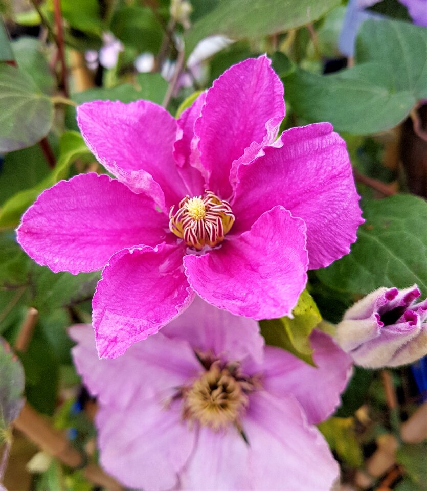 Plant petal clematis