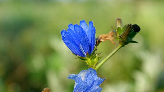 Drops field flowers morning