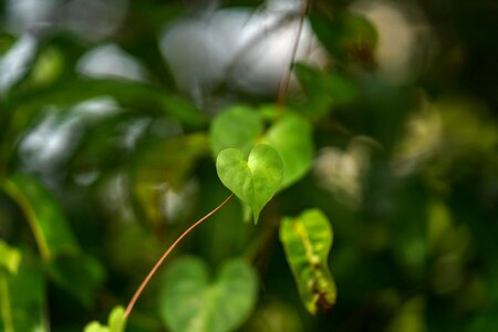 Nature branch - plant part lush foliage photo