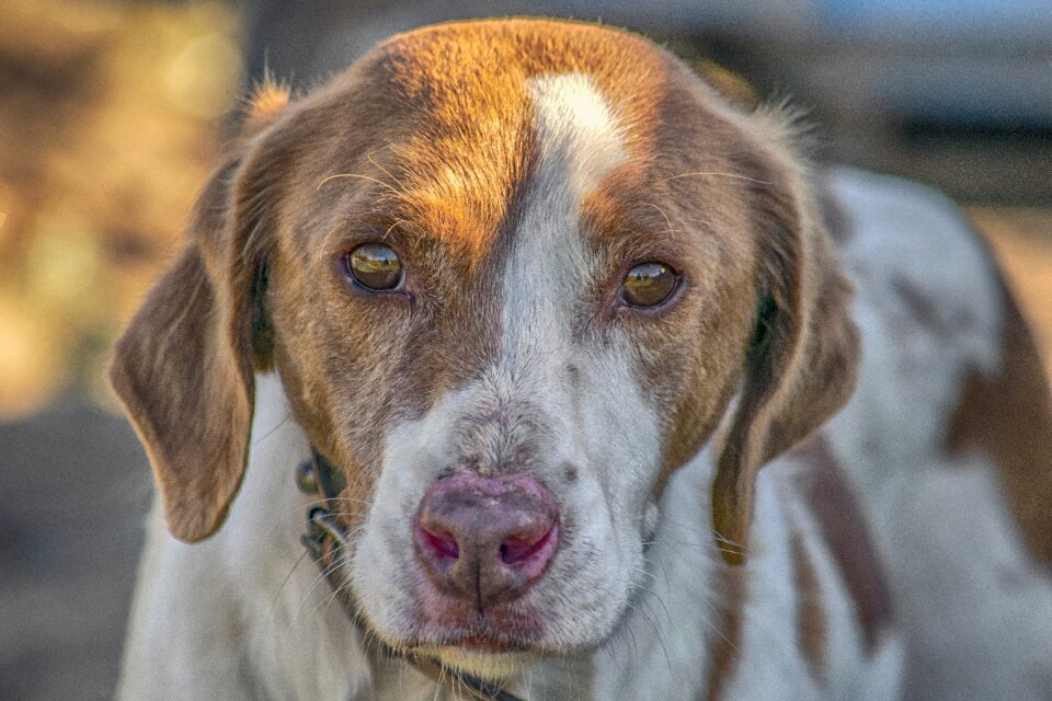 Pets tamed portrait