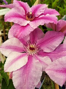 Petal clematis pink plant