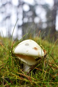 Bright mushroom nature white mushroom