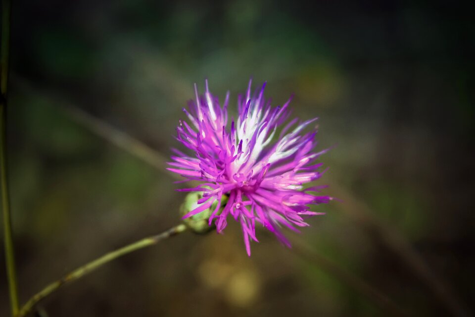 Botany purple floral