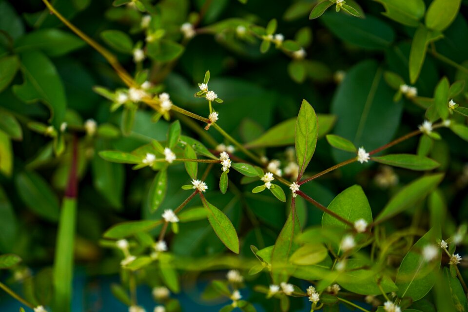 Close-up nature branch - plant part