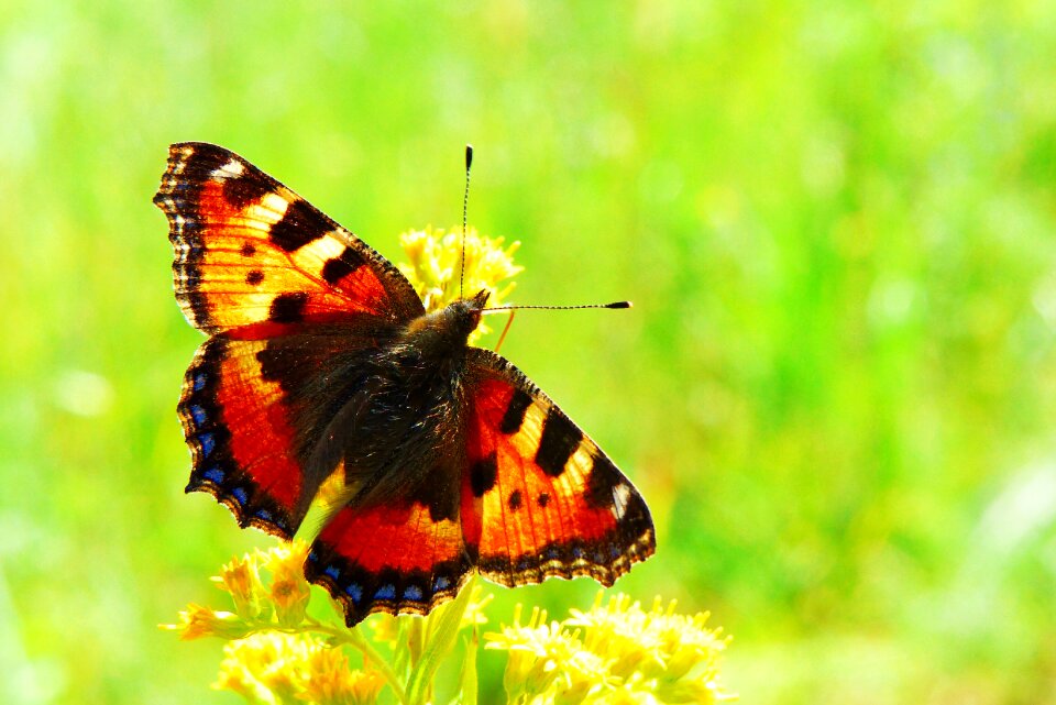 Animals nature invertebrates