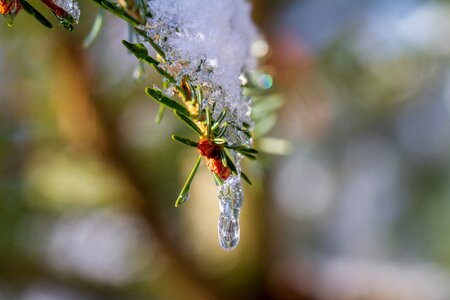 Snow cold wintry photo