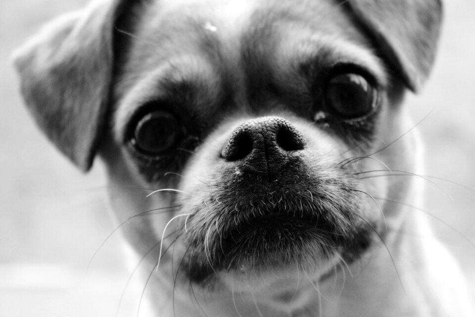 Black and white nose face