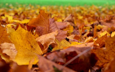 Autumn leaves autumn mood