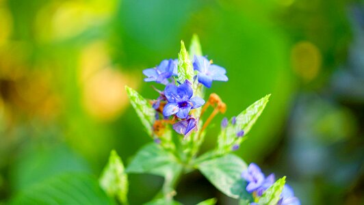 Wild flowers purple flowers little flower