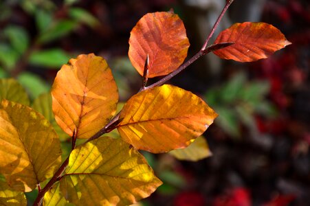 Fall foliage fall color plant