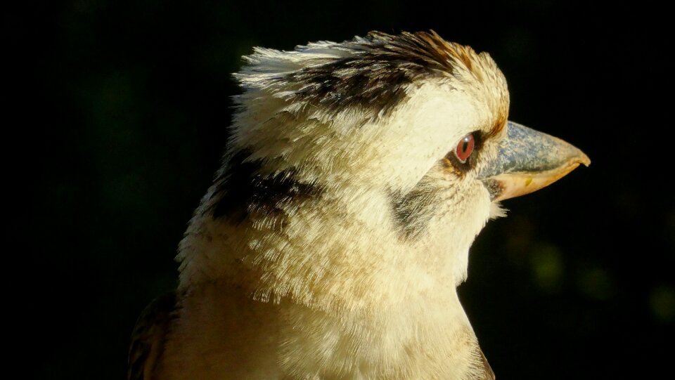 Kookaburra wildlife bird photo