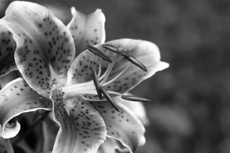 White grayscale nature