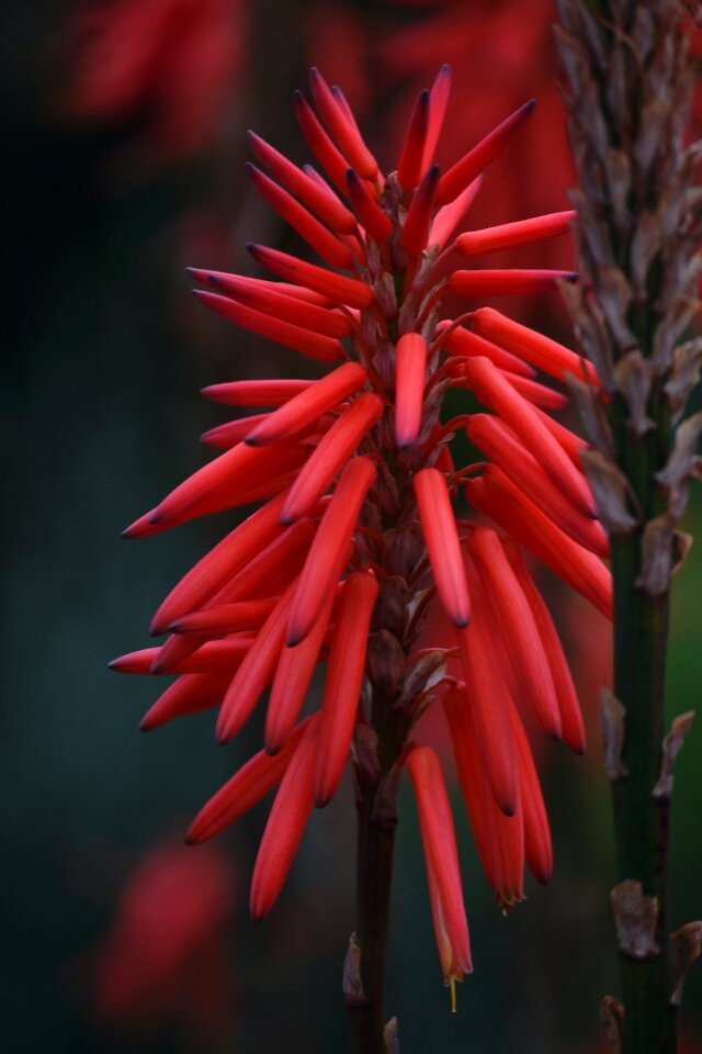 Aloe bright drought-resistant