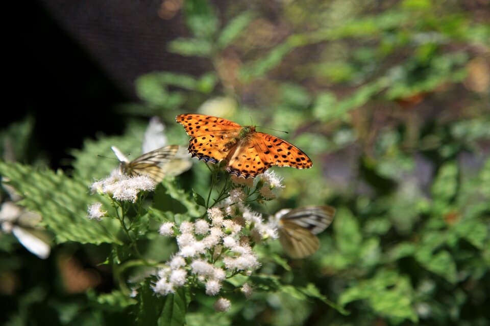 Nature wing wildflower