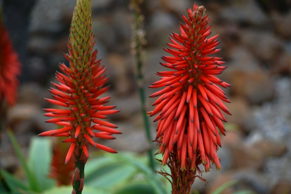 Drought-resistant south african flora natural vegetation