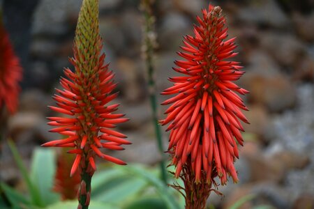 Drought-resistant south african flora natural vegetation