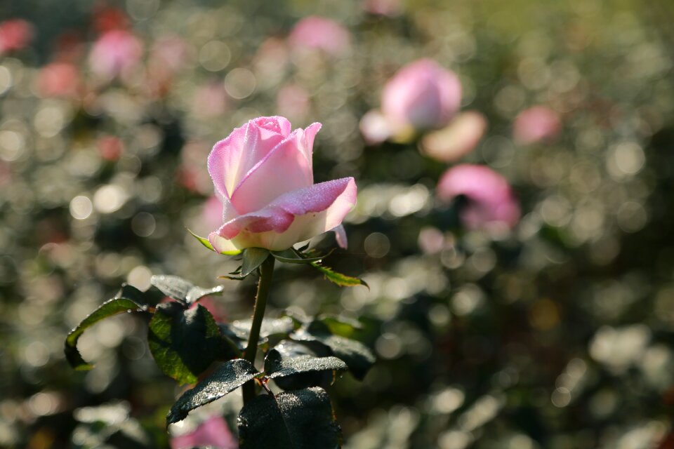 Pink romance petal